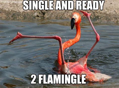 meme animals cross flamingo